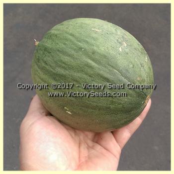 'Tendral Verde Tardif' melon.