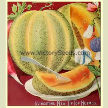 Livingston's 'Tip Top Nutmeg' melon from their 1893 catalog.