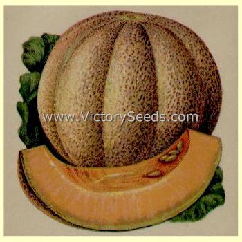 Litho of 'Tip Top' melon from the early 20th century.