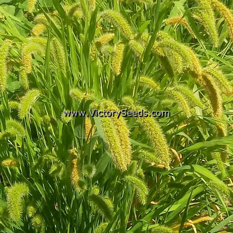 Close up of 'German Foxtail' millet seed heads.