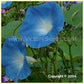 'Heavenly Blue' morning glory flowers - Photo sent in by Charles Schade.
