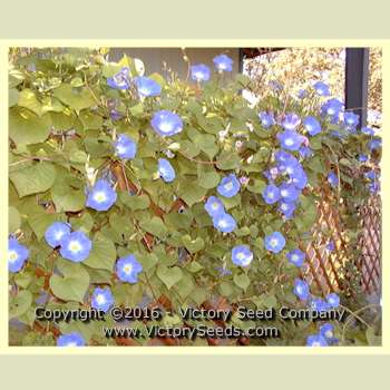 'Heavenly Blue' morning glory flowers.