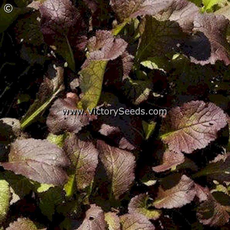'Red Giant' mustard greens.