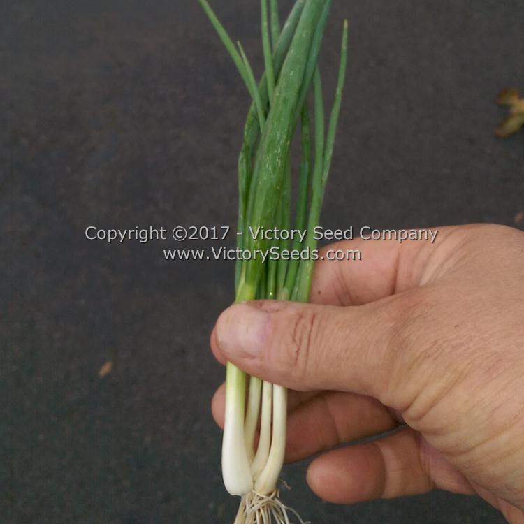 'Heshiko' (He Shi Ko) Japanese bunching onions grow and bunch from the bottom.
