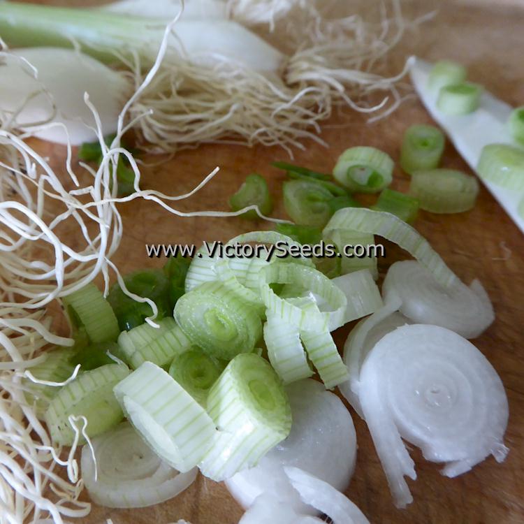 'Nebuka Evergreen Bunching' onions.