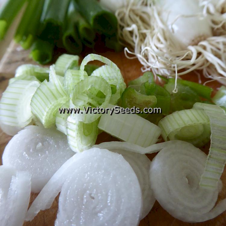'Tokyo Long White Bunching' Japanese bunching onions.