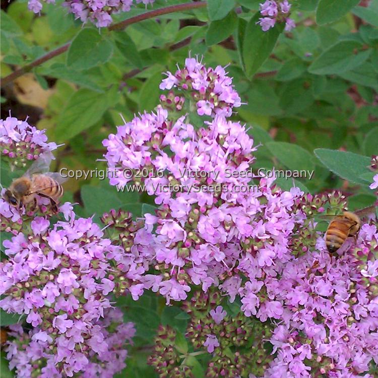 Oregano flowers are very attractive to pollinator insects like honey bees.