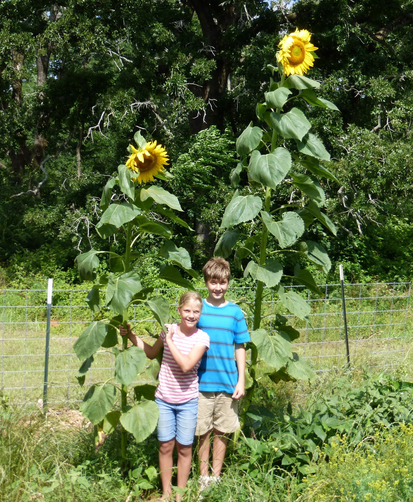 Sunflower, Giant Greystripe