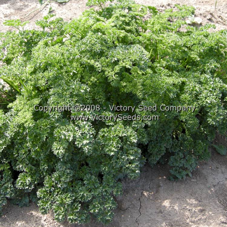 'Moss Curled' parsley.