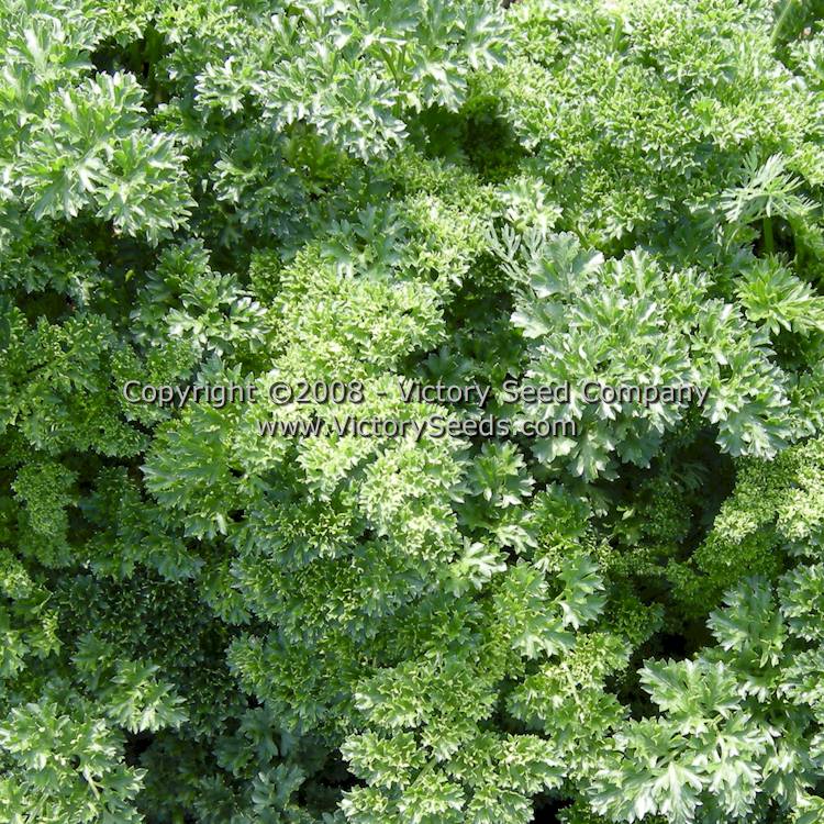 Close-up of 'Moss Curled' parsley.