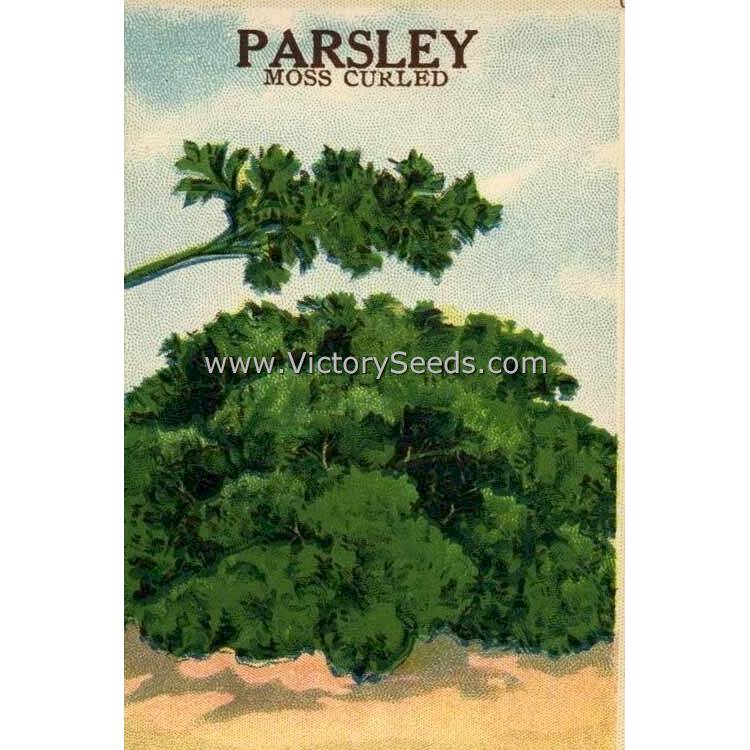 A circa 1910 lithograph of 'Moss Curled' parsley.