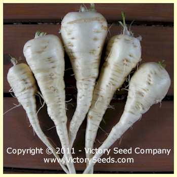 All American Parsnip - Victory Seeds® – Victory Seed Company