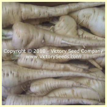 Long Smooth Hollow Crown Parsnip - Victory Seeds® – Victory Seed Company