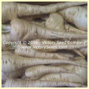 Long Smooth Hollow Crown Parsnip