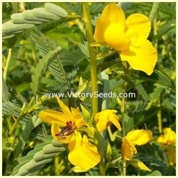 Partridge Pea - Chamaecrista fasciculata