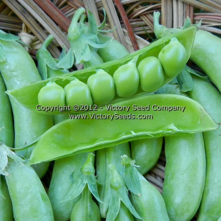 Fully developed 'Cascadia' sugar snap peas.