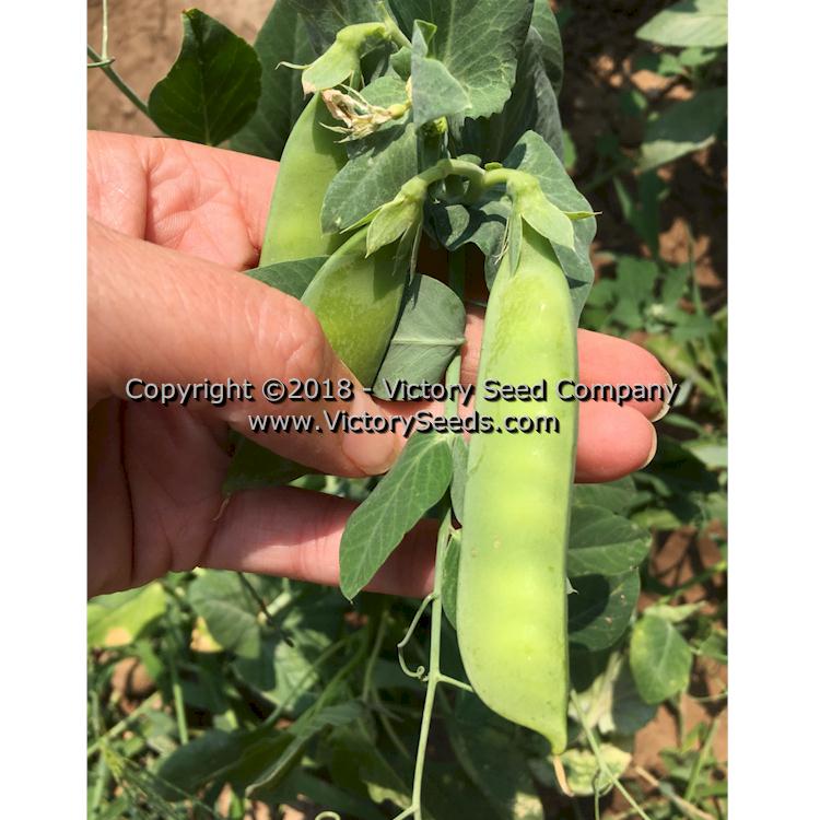 https://victoryseeds.com/cdn/shop/products/pea_early-perfection-326_pods.jpg?v=1657454240&width=1445
