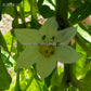 'Carolina Amethyst' bell pepper flower.