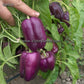 'Carolina Amethyst' bell peppers on 8/3.