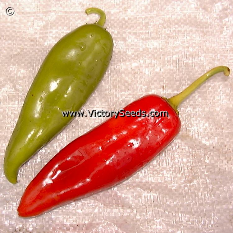 'Anaheim' hot peppers.