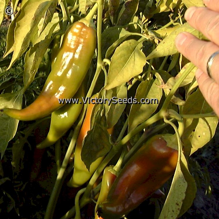 'Anaheim' peppers on the plant.