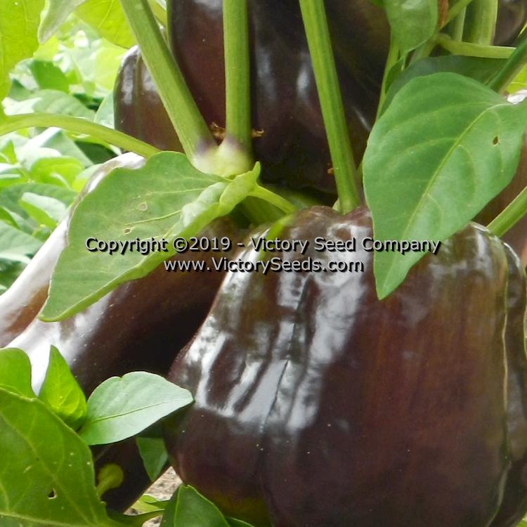 'Chocolate Bell' peppers.