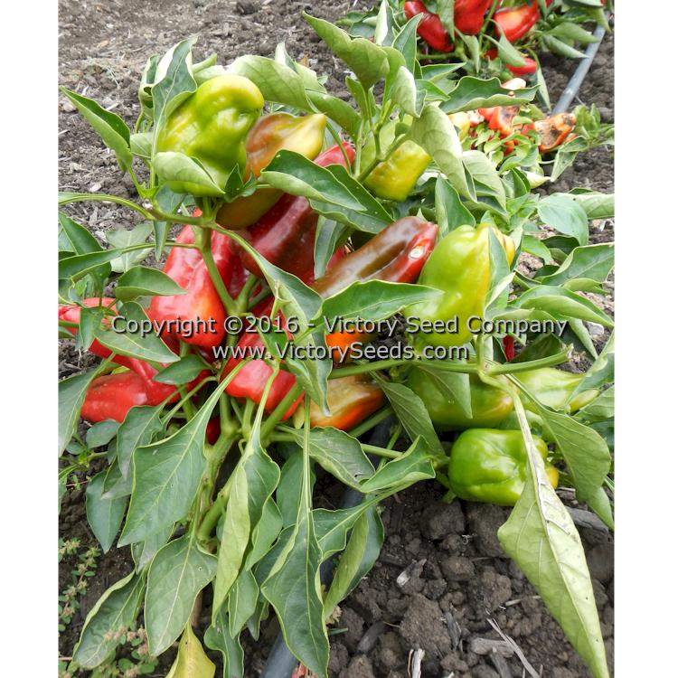 'Hajduczek' pepper plant.