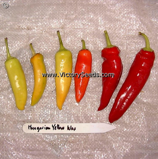 'Hungarian Yellow Wax' hot peppers in various stages of ripeness.
