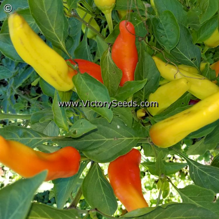 'Hungarian Yellow Wax' hot peppers.