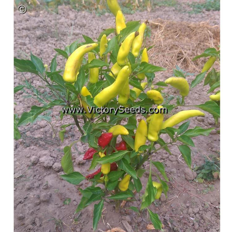 'Hungarian Yellow Wax' hot pepper plant.