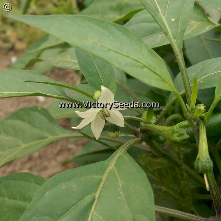 'Jalapeno' hot pepper flower.