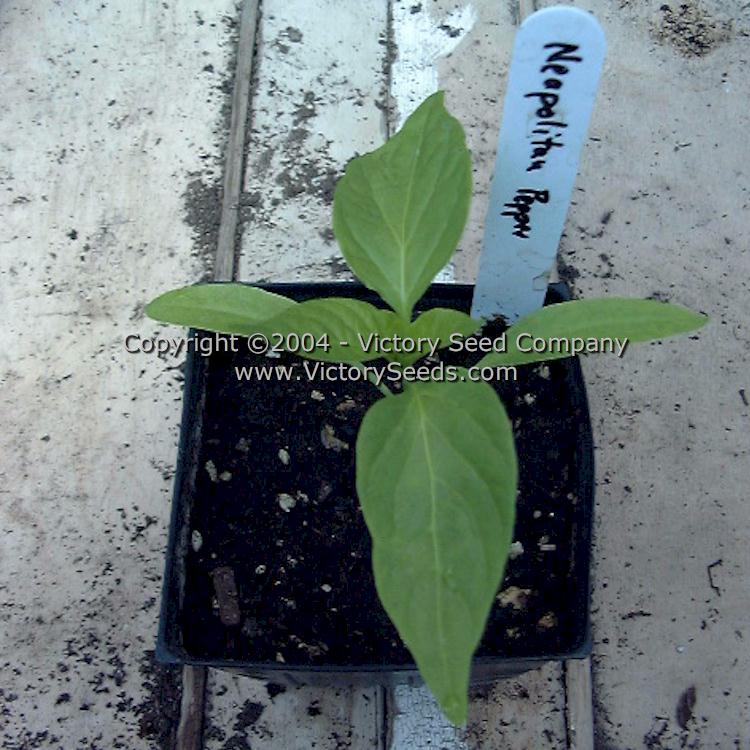 A 'Neapolitan' pepper seedling.