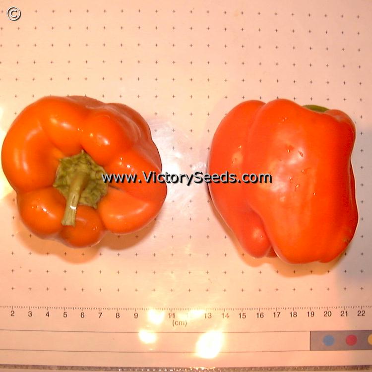 'Orange King' bell peppers.