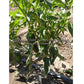'Poblano' (Ancho) hot pepper plant.