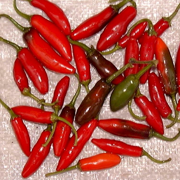 Ripe 'Serrano' hot peppers.