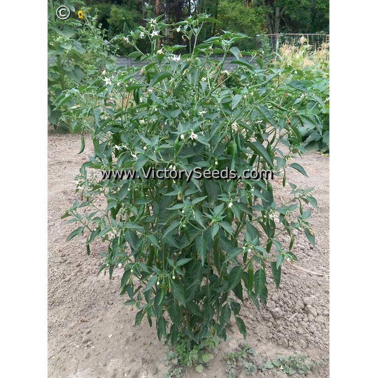 'Serrano' hot pepper plant.