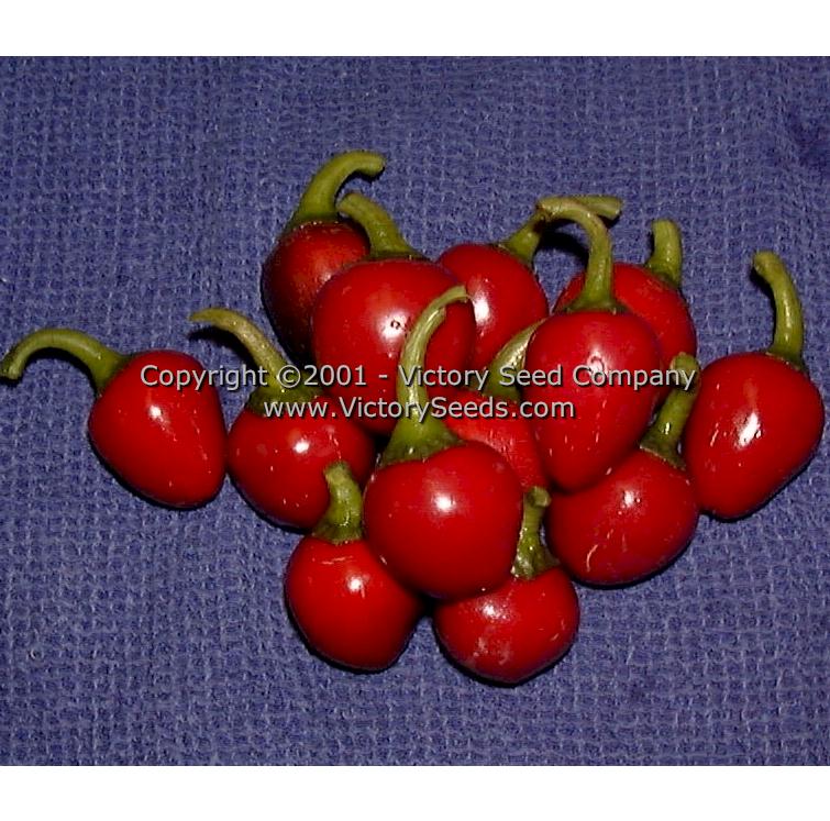 'Large Red Cherry' sweet peppers.