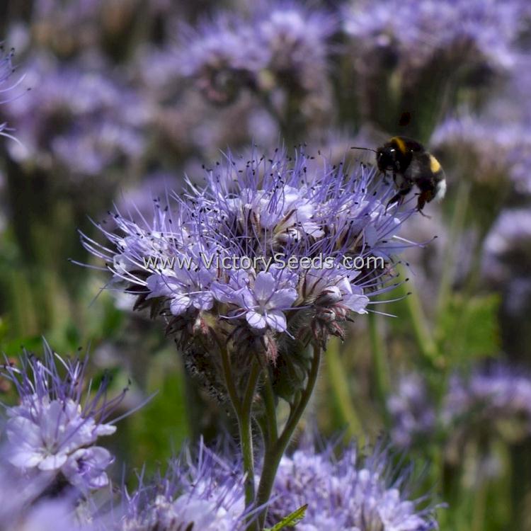 'Lacy Phacelia' (Phacelia tanacetifolia)