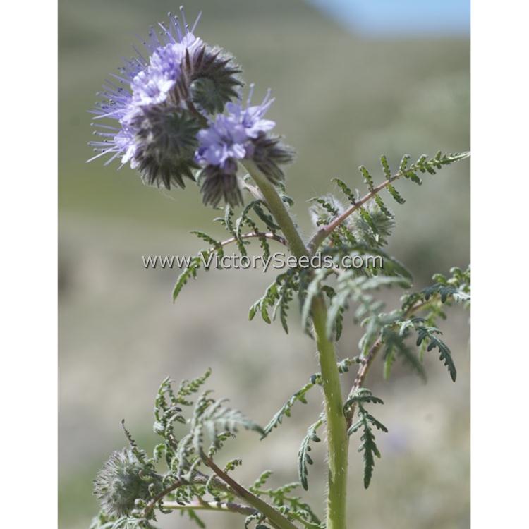 'Lacy Phacelia' (Phacelia tanacetifolia) - Image courtesy of Genevieve K. Walden [CC BY-SA 3.0 (https://creativecommons.org/licenses/by-sa/3.0)]