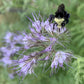 Pollinators of all kinds love 'Lacy Phacelia' (Phacelia tanacetifolia).