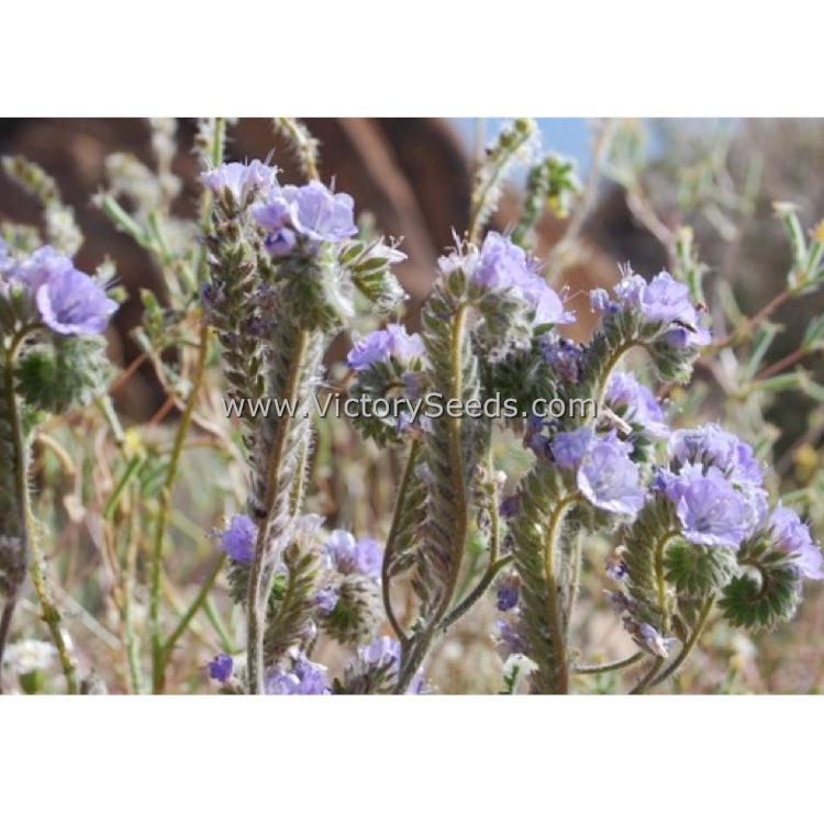 'Lacy Phacelia' (Phacelia tanacetifolia) - Image courtesy of Genevieve K. Walden [CC BY-SA 3.0 (https://creativecommons.org/licenses/by-sa/3.0)]