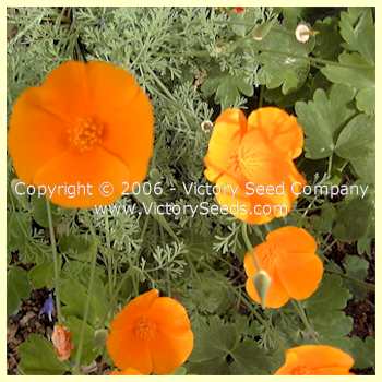 California Poppy - Eschscholzia californica