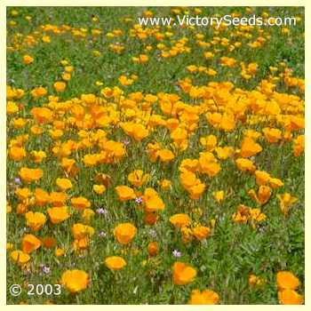 A field of California poppies.