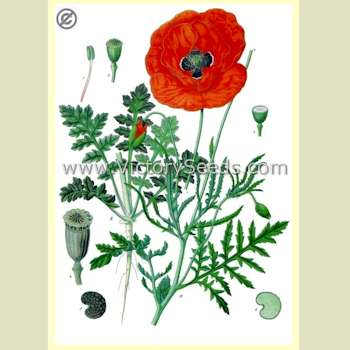 An 1897 botanical print of 'Red Corn Poppy'.
