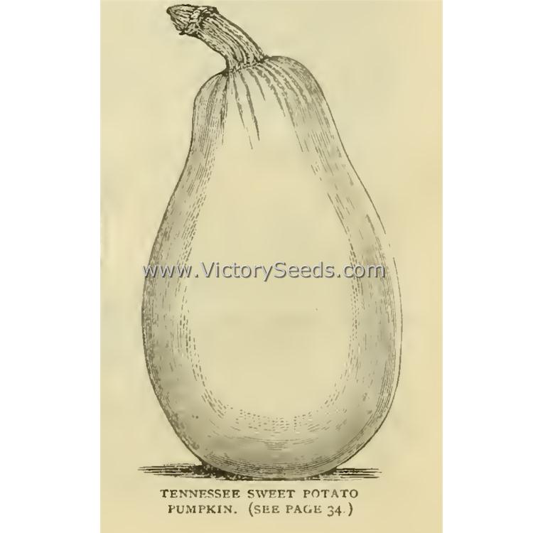 Tennessee Sweet Potato Pumpkin from Burpee's 1883 Farm Annual for the Southern States.