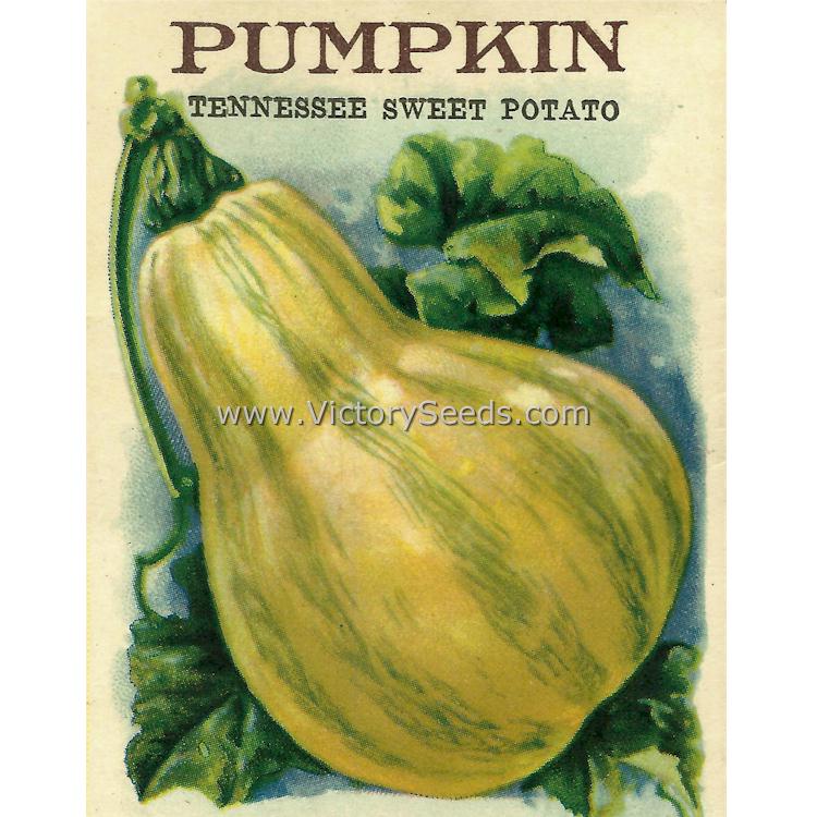 1918 seed packet of 'Tennessee Sweet Potato Pumpkin'.