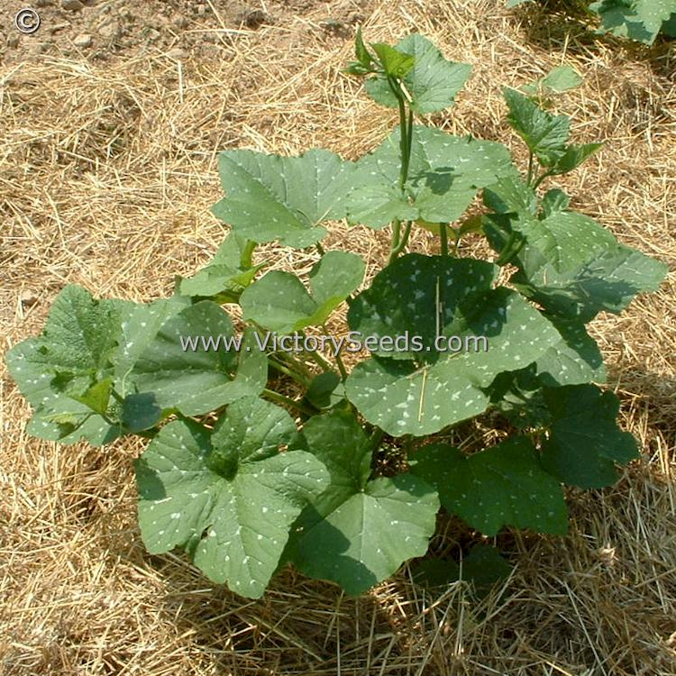 A developing 'Tennessee Sweet Potato Pumpkin'plant. Image sent in by David Pendergrass of Tennessee.