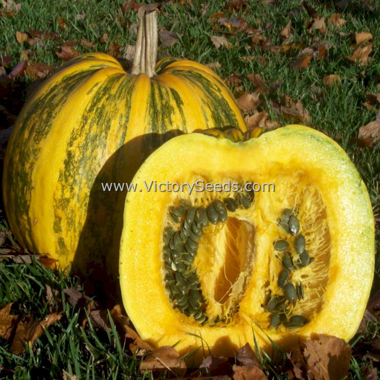'Williams Naked Seeded' pumpkin.