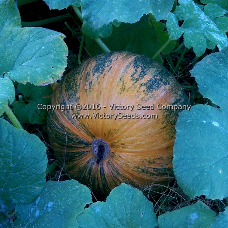 Diving Bug Color 074 - Green Pumpkin Seed
