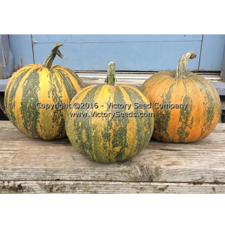 'Williams Naked Seeded' pumpkins.
